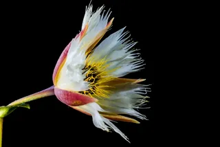 开花，开花，白，开花的树枝