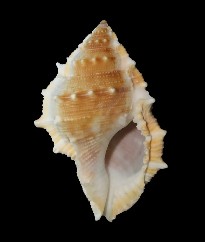 贝壳，软体动物，海洋，海洋，海滩，螺旋