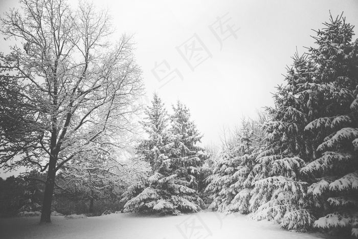 树,冰雪,雪松,雪树银花,落叶松,雪景观树木冬天