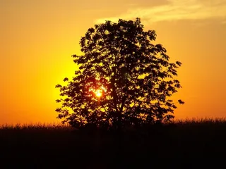 日落，树，景观，玉米田，外，自然