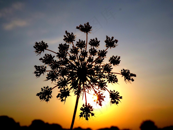 花，东，太阳，阴影，雪花，天空，黄色