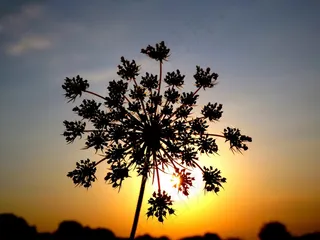 花，东，太阳，阴影，雪花，天空，黄色