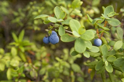 阿拉斯加,蓝莓,科,野,水果,蓝色,自然 阿拉斯加,蓝莓,科,野,水果,蓝色,自然