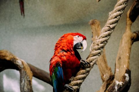 金刚鹦鹉,鹦鹉,金刚鹦鹉族,阿得雷德玫瑰鹦鹉,黄蓝金刚鹦鹉,鹦鹉