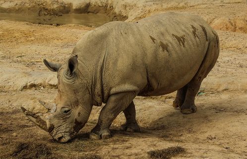 白犀牛，白犀牛，犀牛