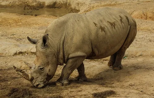 白犀牛，白犀牛，犀牛