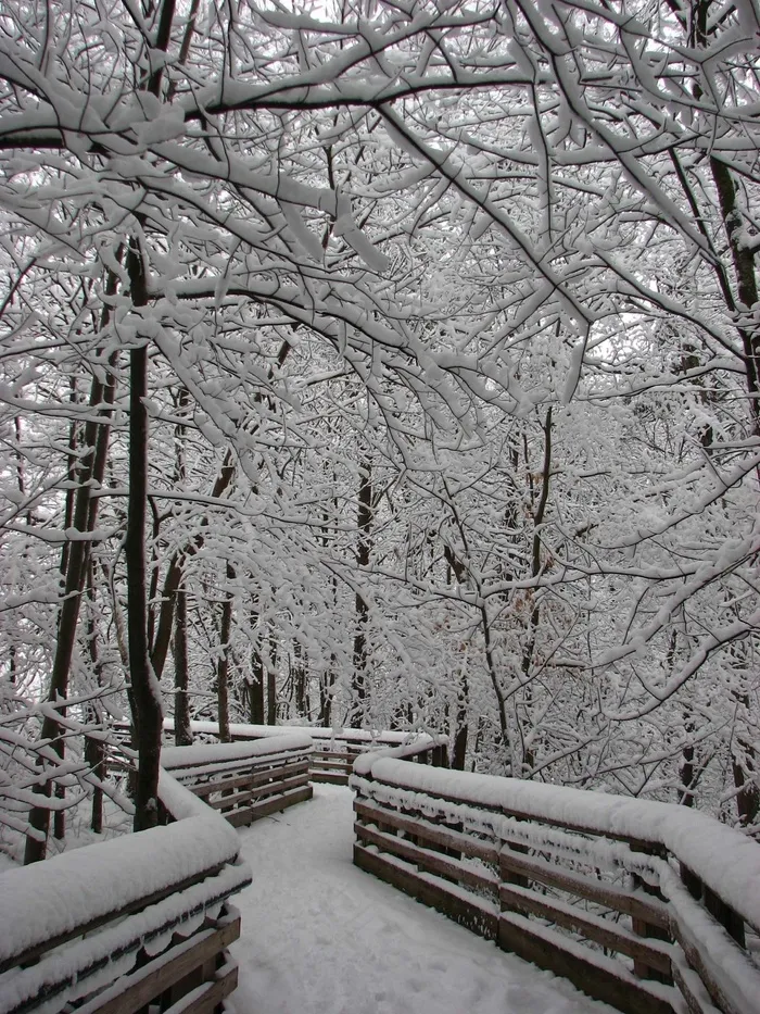 雪，森林，道路，冬季，性质，树木，步行，桥