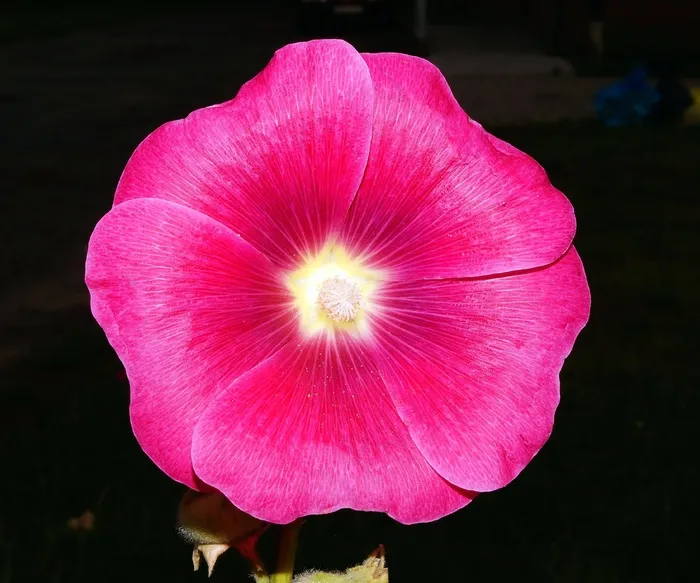 花，开花，红色，颜色，华美，关闭