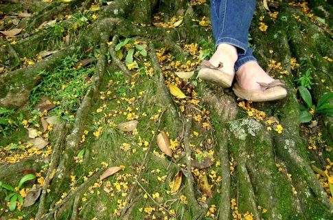 鸟类,蘑菇,落叶,树,红花锦鸡儿,单纯性