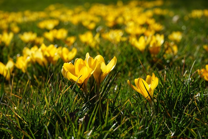 番红花，鲜花，植物，春天，Frühlingsblüher，黄色
