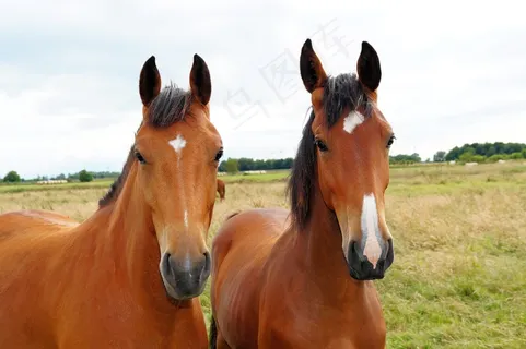 马匹，马头，肖像，在一起，关闭