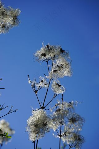 铁线莲属Vitalba，豆荚，分支，花丝，柔软，蓬松