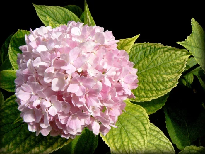 霍滕西亚，绣球花，花，粉红色，花园，开花