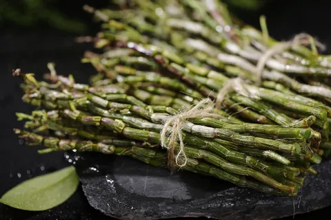 植物,铁皮石斛,盆栽植物,烤韭菜,玉米,在云南省铁皮石D