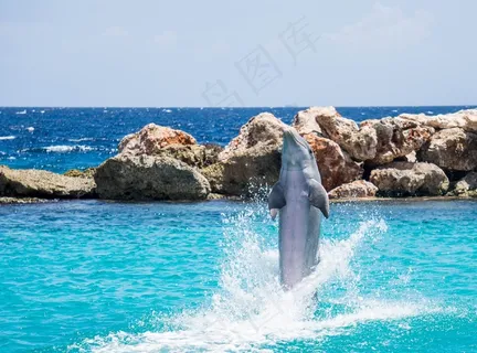 海豚,水族馆,散步,鱼,动物,海洋,水 海豚,水族馆,散步,鱼,动物,海洋,水