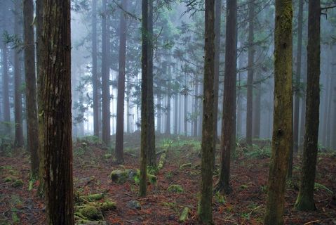 生态林,松林,窗户,美人松,小树林,萨拉齐3/5