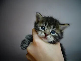 甜，猫，小猫，家猫，蓝眼睛，爪子，小