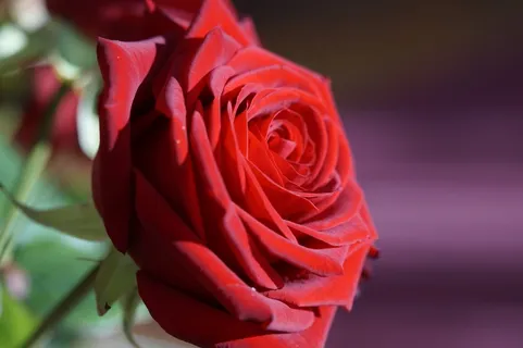 玫瑰,红色,红玫瑰,花,开花,玫瑰绽放 玫瑰,红色,红玫瑰,花,开花,玫瑰绽放