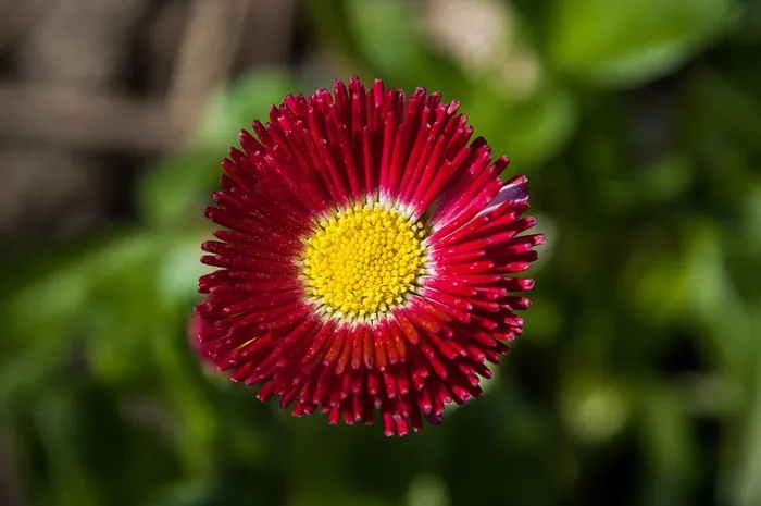雏菊，红色，花，开花，关闭