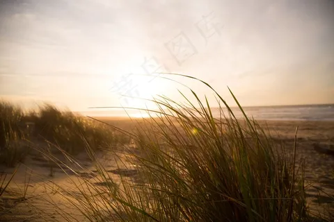 芦花,麦田,天空,芦苇,谷莠子,风草海滩海