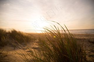 芦花,麦田,天空,芦苇,谷莠子,风草海滩海
