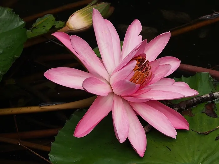 莲花，绽放，粉红色