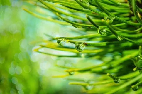 秋,背景,美丽,科,明亮,卡 秋,背景,美丽,科,明亮,卡
