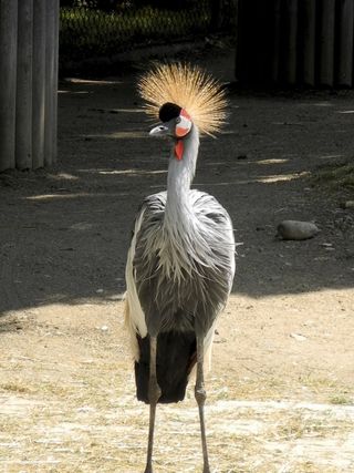 灰冠鹤，动物园，灰色，鸟，动物世界