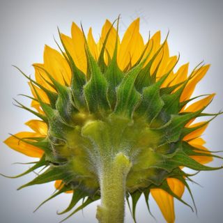 向日葵，花，自然