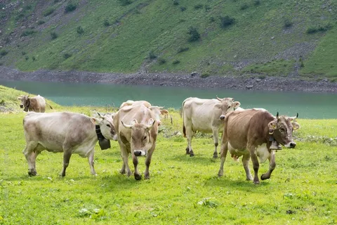牛,牧场,高山牧场,瑞士 牛,牧场,高山牧场,瑞士
