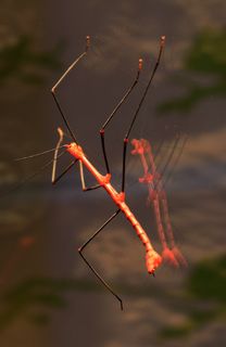 竹节虫，蚱hopper，红色，动物，昆虫