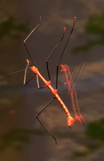 竹节虫，蚱hopper，红色，动物，昆虫