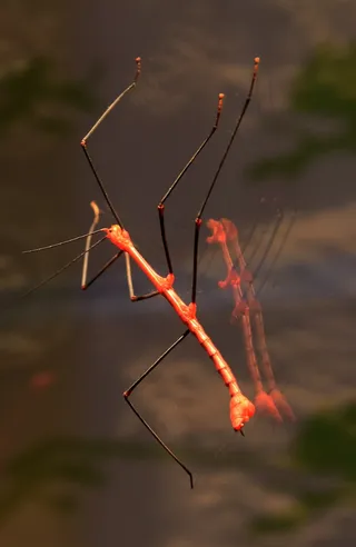 竹节虫，蚱hopper，红色，动物，昆虫