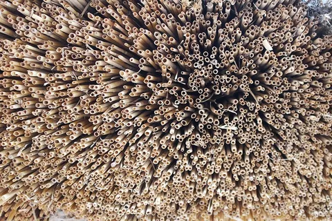 施罗，吸管，哈姆