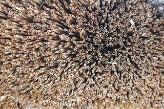 施罗，吸管，哈姆