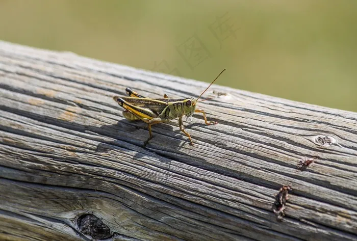 蚱hopper，Bug，昆虫，野生动物，渺小，夏天