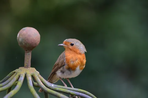 罗宾,鸟,Erithacus Rubecula,旧世界捕蝇器 罗宾,鸟,Erithacus Rubecula,旧世界捕蝇器