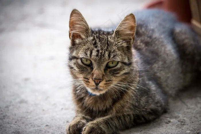 猫，动物，宠物