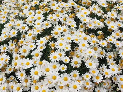 雏菊，花朵，玛格丽特，复合材料