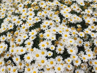 雏菊，花朵，玛格丽特，复合材料