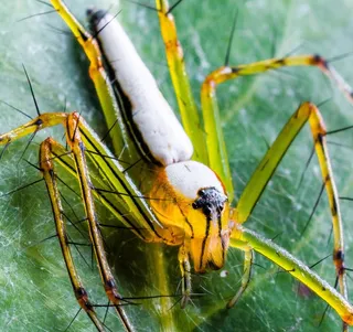 蜘蛛，蜘蛛，昆虫，关闭