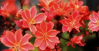 红色，橙色，粉红色，绿色，花，性质，花的，植物