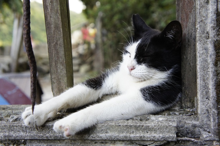 窗户，猫，熟睡
