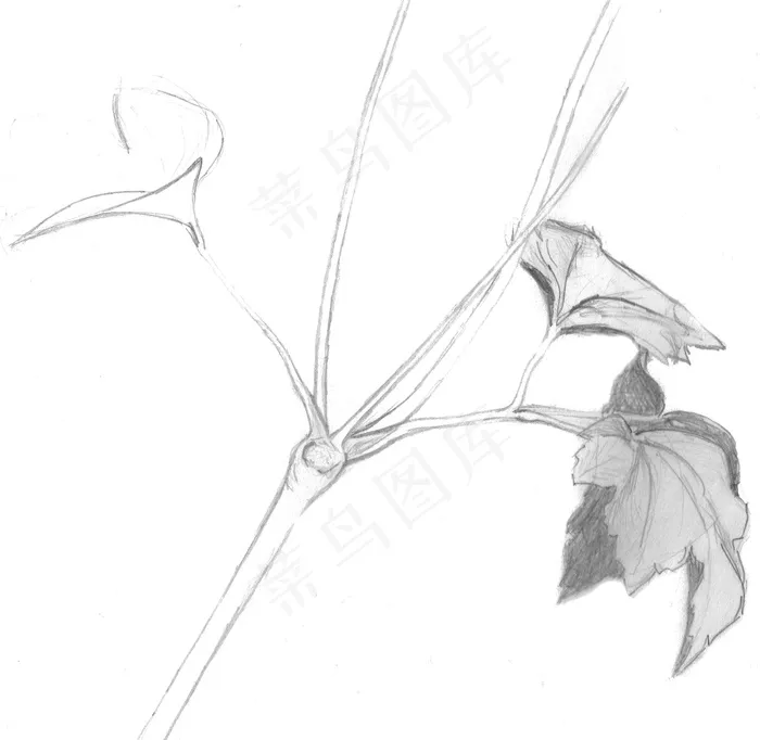 植物，叶子，叶子，自然，素描，绘图