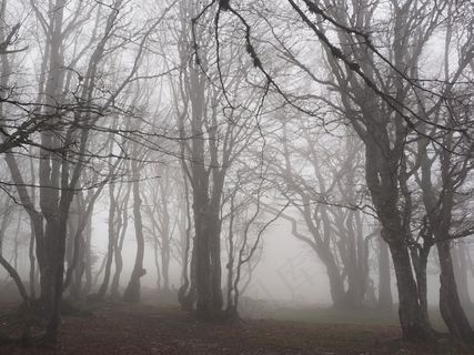 山毛榉木，雾，森林，树木，树干，本书