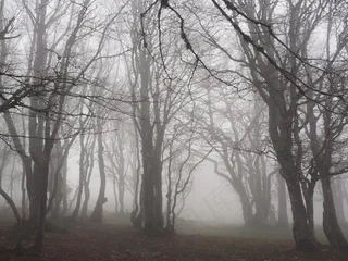 山毛榉木，雾，森林，树木，树干，本书