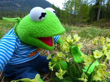 柯米特，青蛙，奇迹，Cowslip，月见草，春天