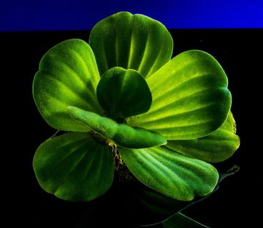 漂浮植物，叶子植物，植物