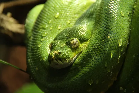 绿树蟒蛇,Python,蛇,绿色,动物 绿树蟒蛇,Python,蛇,绿色,动物