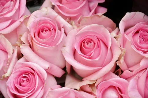 玫瑰,花,植物,性质,粉红色,植物区系,投标 玫瑰,花,植物,性质,粉红色,植物区系,投标